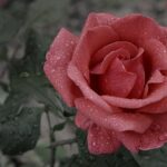 Flower Rose Rain