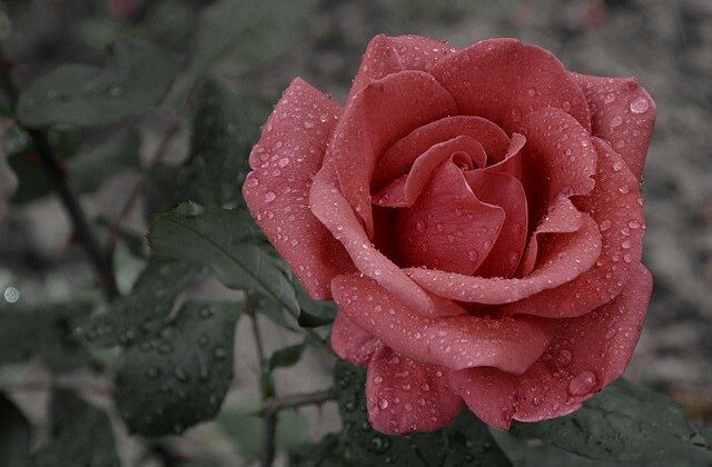 Flower Rose Rain