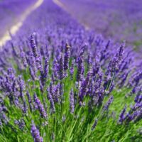 Healing and Medicinal Properties of Lavender