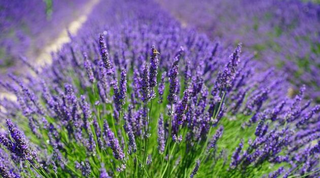 Healing and Medicinal Properties of Lavender