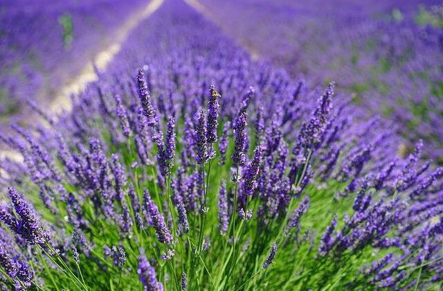 Healing and Medicinal Properties of Lavender